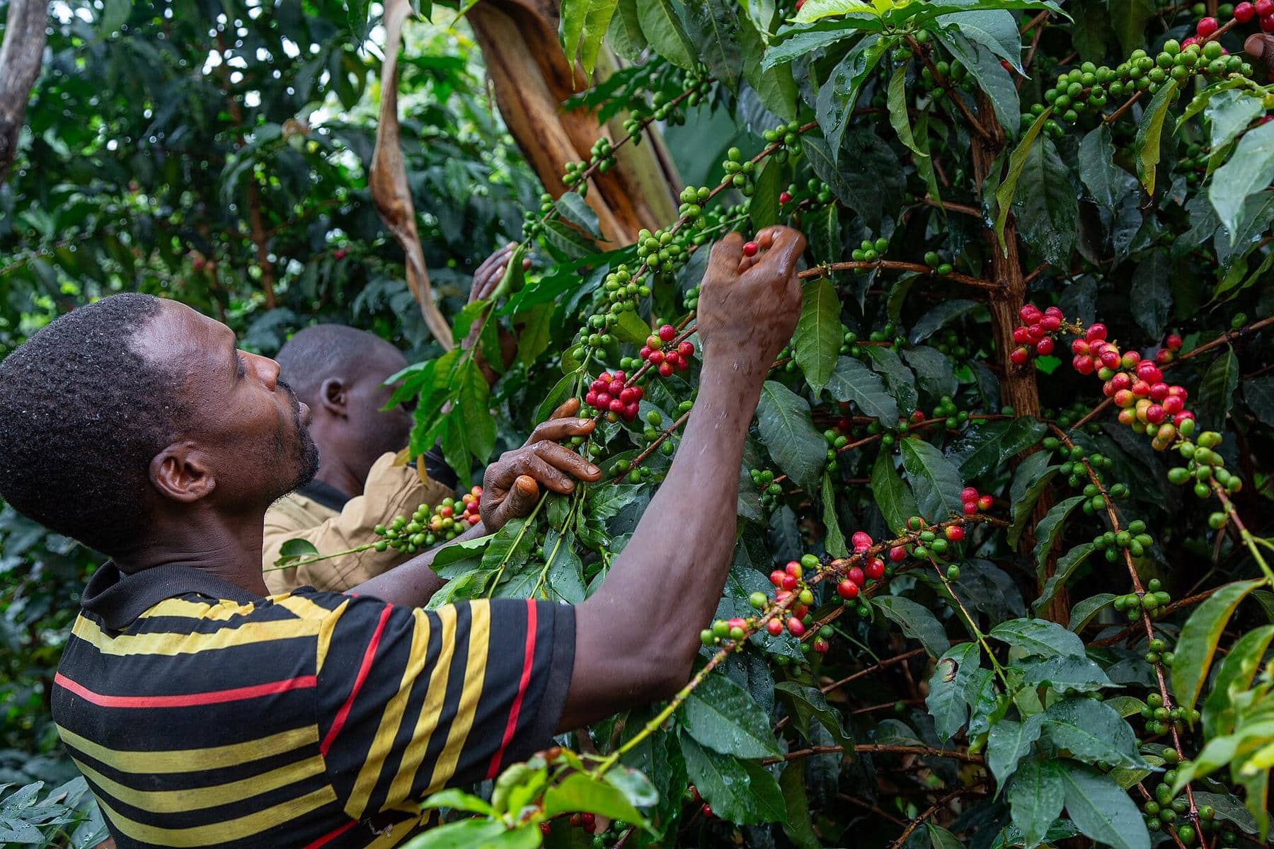 Café d’origine Cameroun