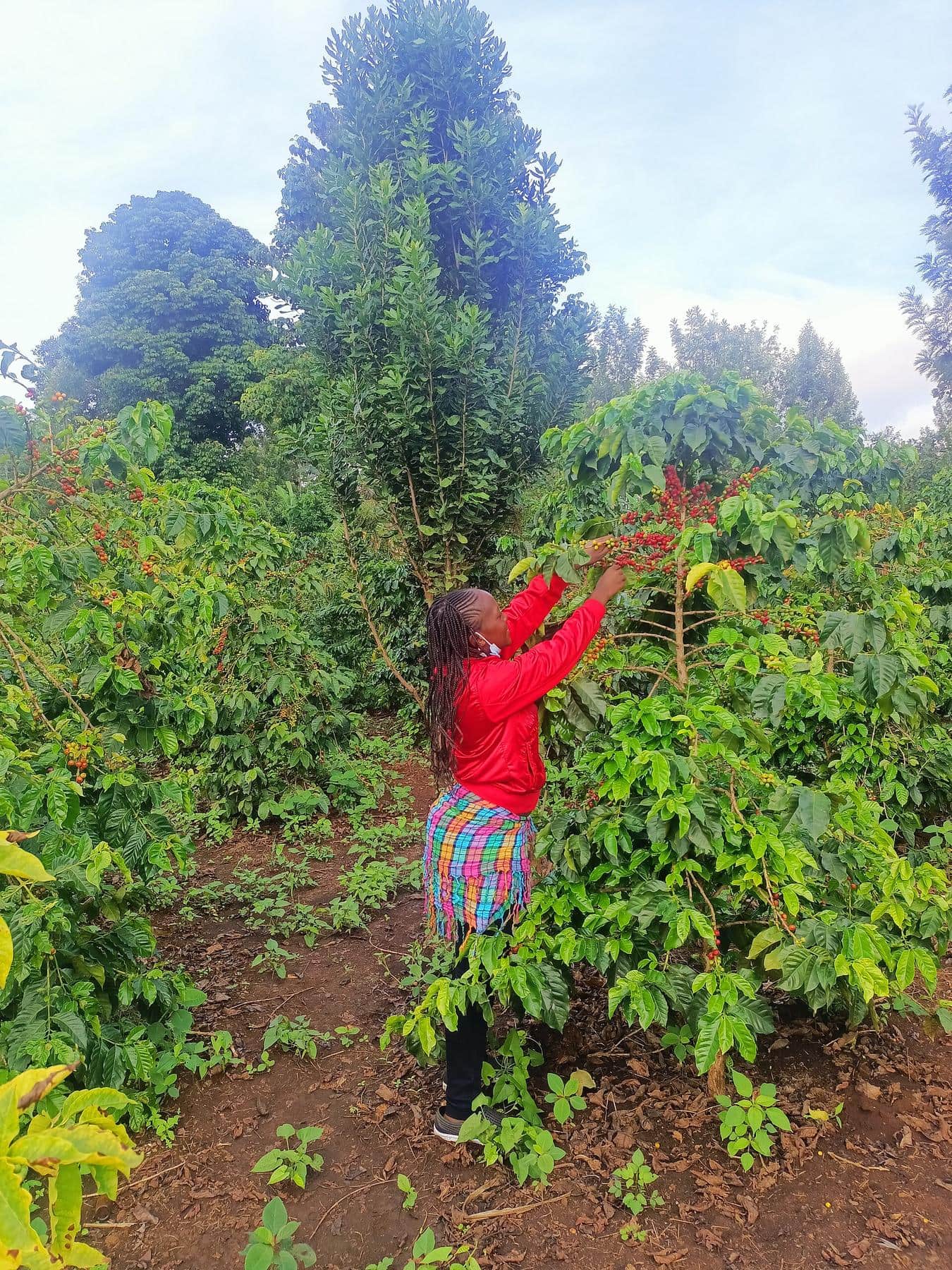 Pourquoi le Kenya AA coûte plus cher que le Brésil