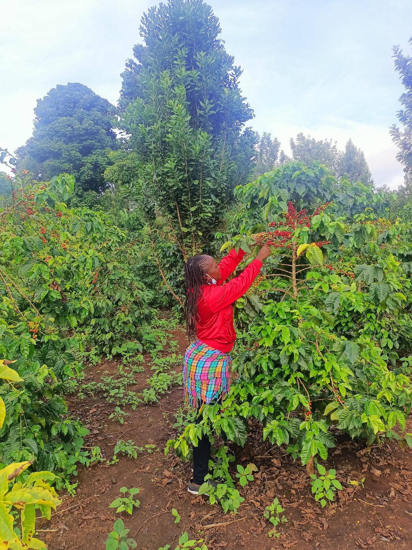 Café d’origine Kenya